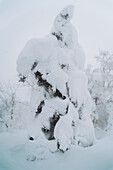 View of snow-covered trees create a surreal, frosted landscape, the heavy snow clinging to every branch, showcasing winter's icy grip, Zao Onsen, Yamagata, Japan.