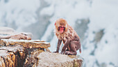 View of a young, wet Japanese macaque with a striking red face perched on a rocky outcrop amidst a snowy landscape, Jigokudani Yaen-Koen, Nagano, Japan.