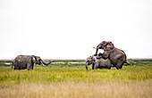 View of elephants grazing in the field; one mounting another in a display of dominance or affection against the vast horizon, Kimana, Kajiado County, Kenya.