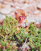 View of a captivating moment as a young Japanese macaque delicately holds food amidst the vibrant green foliage, Hagachizaki Monkey Bay, Shizuoka, Japan.