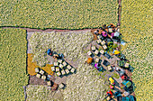 Bogura, Bangladesch - 27. November 2019: Luftaufnahme von Arbeitern, die ein weitläufiges Feld mit blassgrünen Produkten sortieren und dabei ein Mosaik aus Texturen und Farbtönen erzeugen.