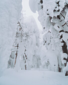 View of snow-covered trees stand like silent sentinels, transformed into icy sculptures in a winter wonderland, Zao Onsen, Yamagata, Japan.