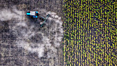Luftaufnahme eines einsamen blauen Traktors, der auf einem frisch gepflügten Feld neben einem Getreidefeld Staub aufwirbelt, Mykolaiv, Mykolaiv Oblast, Ukraine.