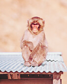 Blick auf einen nachdenklichen japanischen Makaken, der auf einem Wellblechdach thront, sein Fell ist eine Mischung aus Braun- und Cremetönen, vor einem weichen, verschwommenen Hintergrund, Hagachizaki Monkey Bay, Shizuoka, Japan.