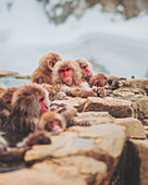 Blick auf Schneeaffen mit auffallend roten Gesichtern, die sich auf warmen Felsen vor einer verschneiten Kulisse sonnen, Jigokudani Yaen-Koen, Nagano, Japan.