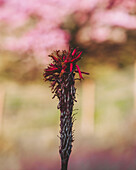 Blick auf eine einzeln stehende Blume, deren rote Blüten sich von einem weichen, verschwommenen Hintergrund in Rosa und Grün abheben, Kumomi, Shizuoka, Japan.
