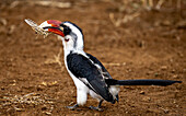 Blick auf einen Von der Decken-Hornvogel, der mit seinem auffälligen rot-weißen Schnabel Insekten vor dem Hintergrund der rotbraunen Erde festhält, Kimana, Kajiado County, Kenia.