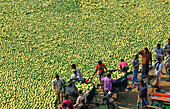 Bogura, Bangladesh - 27 November 2019: Aerial view of a vibrant sea of light green melons spread out for trade, with workers bustling amidst the harvest.