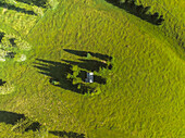 Luftaufnahme einer einsamen Struktur, umgeben von einer grünen Wiese und den Schatten der Bäume, eine ruhige Szene, Passua, Trentino-Südtirol, Italien.