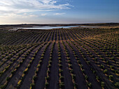 Luftaufnahme von symmetrischen Reihen üppiger Olivenbäume, die den Blick auf den schimmernden See unter dem weiten Himmel lenken, eine ruhige Szene, Reguengos de Monsaraz, Bezirk Évora, Portugal.