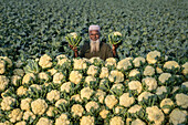 Bogura, Bangladesh - 24 November 2022: View of a farmer amidst a sea of harvested cauliflowers, holding two aloft, his weathered face a portrait of pride and labor.