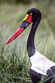 Blick auf das auffällige Gefieder eines Sattelstorchs mit seinem leuchtend roten Schnabel und den auffälligen schwarz-weißen Federn, das sich von dem üppigen grünen Gras abhebt, Kimana, Kajiado County, Kenia.