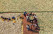 Bogura, Bangladesh - 27 November 2019: Aerial view of a stark contrast between the vast, pale fields of drying produce and the vibrant, bustling activity of workers harvesting.