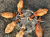 Aerial view of Highland cattle, their shaggy coats a tapestry of warm browns, congregating around a circular feeder in a field, Bralitz, Brandenburg, Germany.