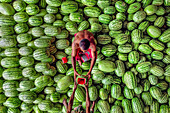 Shibganj, Bangladesh - 18 May 2020: Aerial view of a bustling wholesale watermelon market with vibrant green produce and people engaged in trade, Roynagar, Rajshahi, Bangladesh.