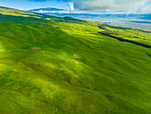 Aerial view of lush green grassland with cattle grazing near mt kohala, kamuela, hawaii, united states.