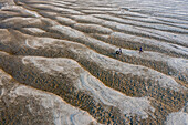 Aerial view of people crossing a beautiful sandbar with wavy patterns, Karnibari, Sariakandi, Rajshahi, Bangladesh.