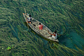 Aerial view of a beautiful river with traditional boats and vibrant algae, Ullapara, Bangladesh.
