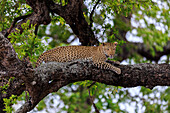Blick auf einen Leoparden, der majestätisch auf einem mit Flechten bedeckten Ast inmitten von leuchtend grünem Laub sitzt, ein wildes Porträt der Schönheit der Natur, Krüger-Nationalpark, Mpumalanga, Südafrika.