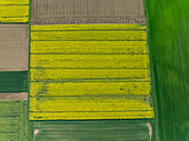 Aerial view of vibrant yellow and green fields create a patchwork quilt across the landscape, with contrasting textures and tones under the summer sun in Wittenheim, Grand Est, France.