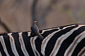 Blick auf einen Madenhacker mit einem leuchtend orangefarbenen Schnabel, der anmutig auf dem schwarz-weiß gestreiften Rücken eines Zebras sitzt, Krüger-Nationalpark, Mpumalanga, Südafrika.