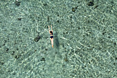 Aerial view of a swimmer gliding through the crystal-clear, turquoise waters, sunlight shimmering on the surface, painting an ethereal scene, Tamarin, Rivière Noire District, Mauritius.