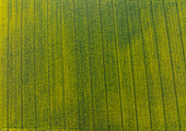 Aerial view of golden fields stretch across the landscape, divided by dark green lines, creating a striking pattern from above in Wittenheim, Grand Est, France.