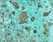 Luftaufnahme der lebhaften Korallenriffe, die unter dem türkisfarbenen Wasser wimmeln, ein faszinierender Tanz der Farben und des Lebens entfaltet sich von oben, Maalhos, Baa Atoll, Malediven.