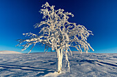View of a lone, frost-laden tree standing defiantly against a stark blue sky in a snow-covered landscape, casting long shadows across the pristine ground, Karigasniemi, Lapland, Finland.