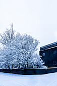View of a dark building stands beside trees covered in snow, creating a stark contrast against the white landscape, Reykjavík, Reykjavíkurborg, Iceland.