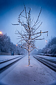 View of a snow-dusted tree adorned with lights stands solitary amidst the serene, icy landscape, casting a warm glow against the cold blue hues, Reykjavík, Reykjavíkurborg, Iceland.
