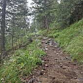 Blick auf einen gewundenen Feldweg, der durch einen leuchtend grünen Wald ansteigt. Das Sonnenlicht trübt den Boden und schafft eine ruhige und einladende Szene, Loveland, Colorado, Vereinigte Staaten.