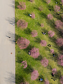 Luftaufnahme von rosafarbenen Bäumen, die lange Schatten auf das grüne Gras werfen, mit darunter verstreuten Figuren, eine ruhige Szene entfaltet sich, Vilnius, Kreis Vilnius, Litauen.