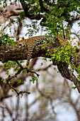 Blick auf einen Leoparden, der sich auf einem dicken Ast inmitten leuchtend grüner Blätter räkelt, ein wildes Schauspiel der Schönheit der Natur, Krüger-Nationalpark, Mpumalanga, Südafrika.
