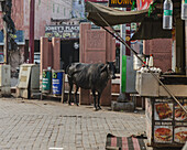 Agra, India - 24 June 2025: View of a black cow standing serenely on the red-bricked street near Joney's Place, amidst the bustling food stalls and muted urban tones.