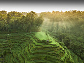 Aerial view of sun rays piercing through the lush jungle canopy over the tiered rice paddies of Tegallalang, Ubud, Bali, Indonesia.