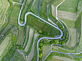 Luftaufnahme einer kurvenreichen Straße, die sich durch terrassierte Weinberge schlängelt, wobei das Flickwerk aus Grün- und Brauntönen von oben einen lebendigen Wandteppich ergibt, Südwestdeutschland, Baden-Württemberg, Deutschland.