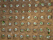 Aerial view of a meticulously cultivated field, where young plants in neat rows create a mosaic of life against the rich brown earth, Pleiku, Gia Lai, Vietnam.