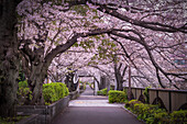 View of a tranquil path under a canopy of blooming cherry blossoms, with soft pink petals contrasting against the grey pavement, Tokyo, Tokyo, Japan.