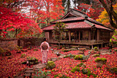 View of a woman in kimono walking towards a traditional house surrounded by vibrant red maple leaves, creating a serene autumn scene, Kyoto, Kyoto, Japan.