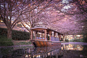 View of a traditional wooden boat floating on a calm canal, framed by blooming cherry trees with pink blossoms overhead, Kyoto, Kyoto, Japan.