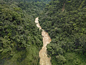 Luftaufnahme eines schlammigen Flusses, der sich durch ein dichtes, grünes Walddach schlängelt, wo sich die raue Schönheit der Erde in Schichten von Grün, Braun und Beige entfaltet, Ekom Nkam Falls, Nkongsamba, Kamerun.