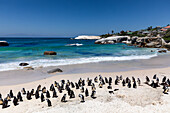 Blick auf Pinguine, die am Sandstrand watscheln, wo der türkisfarbene Ozean auf die Küste trifft, unter einem klaren blauen Himmel, Kapstadt, Südafrika.