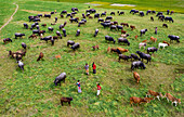 Aerial view of cattle grazing on the lush green fields, with herds spread across the landscape, Bogura, Rajshahi Division, Bangladesh.