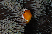 Blick auf einen orange-weißen Clownfisch, der sich sicher in den wogenden Tentakeln einer Seeanemone einnistet, ein lebhafter Tanz des Meereslebens, Pemuteran, Bali, Indonesien.