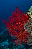 Blick auf leuchtend rote Fächerkorallen vor dem dunkelblauen Ozean, die mit dem strukturierten Riff kontrastieren, eine fesselnde Unterwasserszene, Pemuteran, Bali, Indonesien.