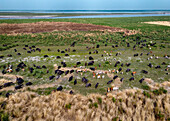 Aerial view of a herd of cattle grazing on the lush green fields near the water, Bogura, Rajshahi Division, Bangladesh.