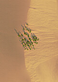 Aerial view of sparse, green plants casting long shadows across the undulating, sandy dunes of the desert, Ninh Thuan, Ninh Thu?n, Vietnam.