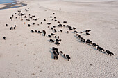 Aerial view of a herd of buffaloes moving across the sandy terrain, their dark forms contrasting against the light-colored ground, Bogura, Rajshahi Division, Bangladesh.