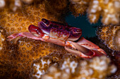 View of a vibrant red and purple crab clinging to the textured surface of bright orange coral, a beautiful underwater scene, Pemuteran, Bali, Indonesia.